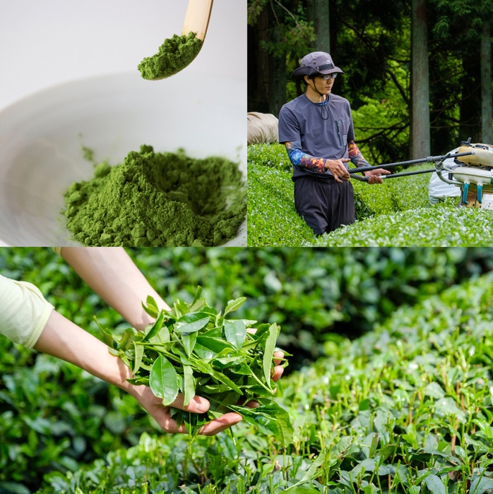 自家栽培抹茶使用