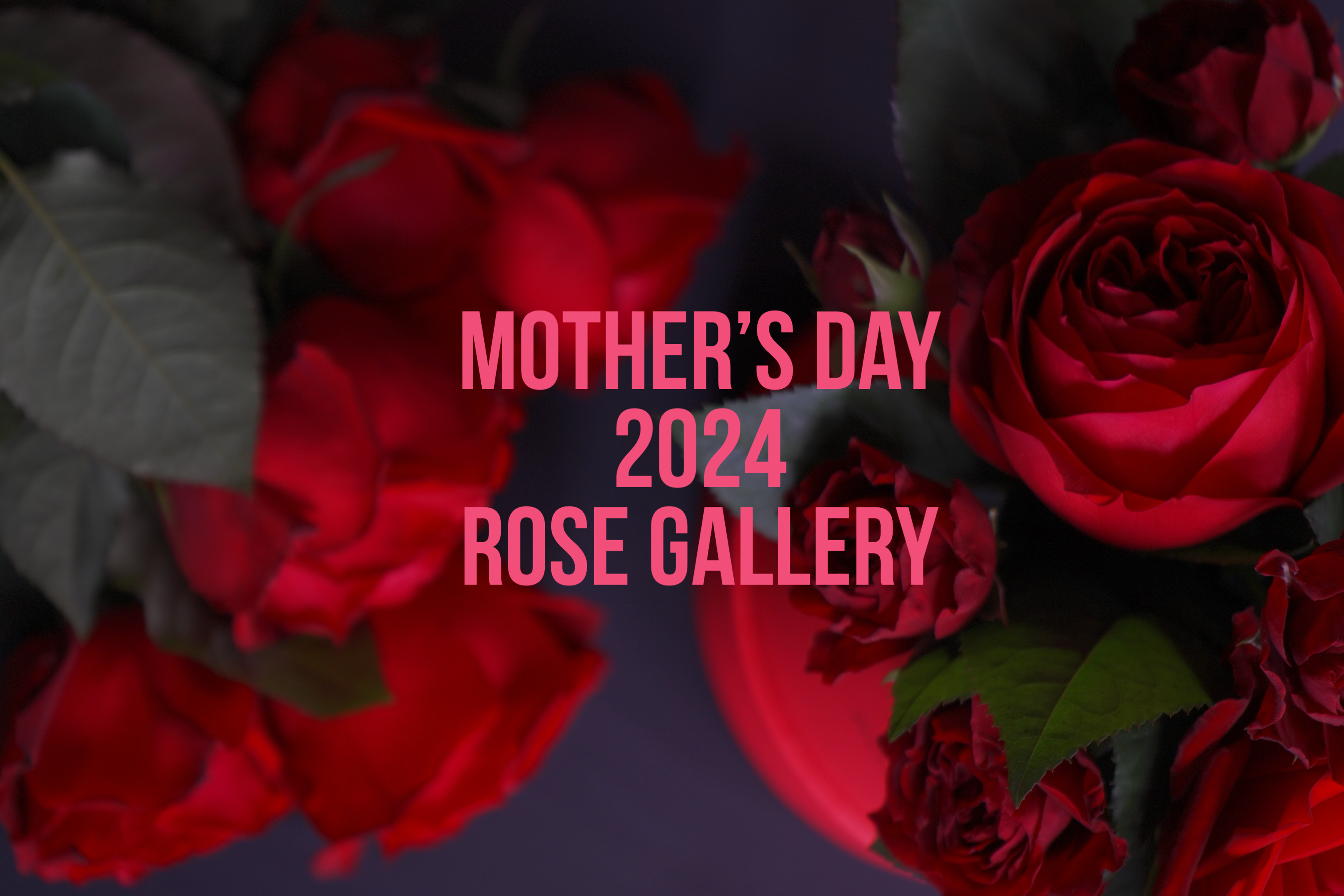バラで感じる癒しのスペシャルローズギフト　2024年 ROSE GALLERYが提案する母の日ギフト