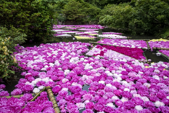 今年も5月中旬頃に“水面に浮かぶシャクヤク8,000輪”を実施予定