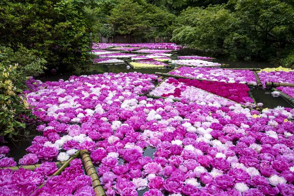 今年も5月中旬頃に“水面に浮かぶシャクヤク8,000輪”を実施予定