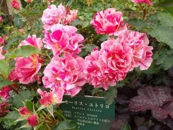 バラ (6月中旬~10月中旬)