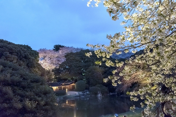 庭園ライトアップ風景