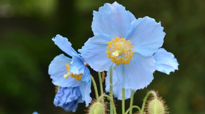 三宮から直行バスでらくらくアクセス 「秘境の花」ヒマラヤの青いケシと絶景ランチを 楽しむバスツアー 5月11日(土)運行開始！