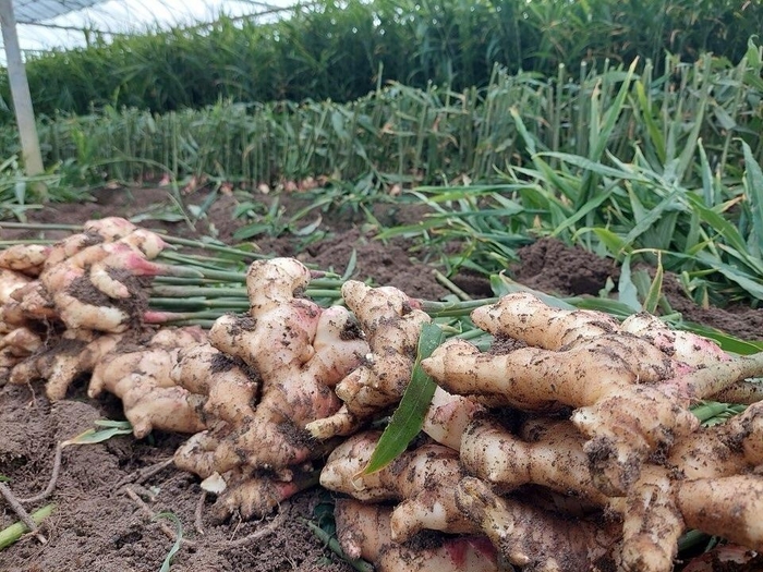 砂地栽培の畑からみずみずしい新しょうがが収穫されます(田村農園 提供)