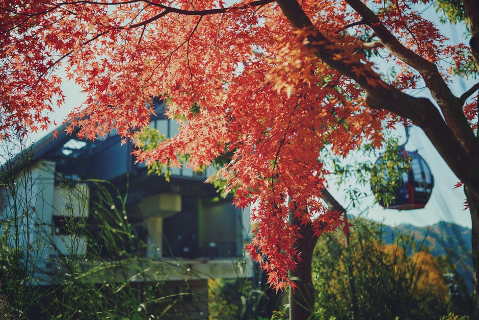 ロープウェイの車窓から眺める紅葉(1)