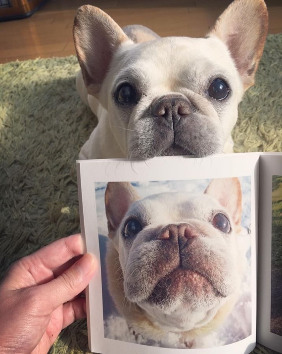 まるでコブタ!?フレブルのヒメちゃん