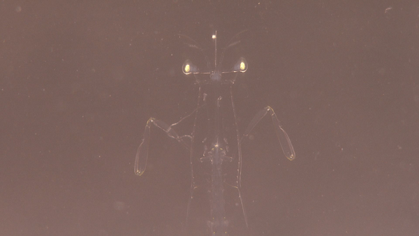 漁港に現れたエイリアン！？ その驚きの正体とは‥‥！？