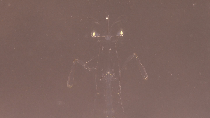 漁港に現れたエイリアン！？ その驚きの正体とは‥‥！？