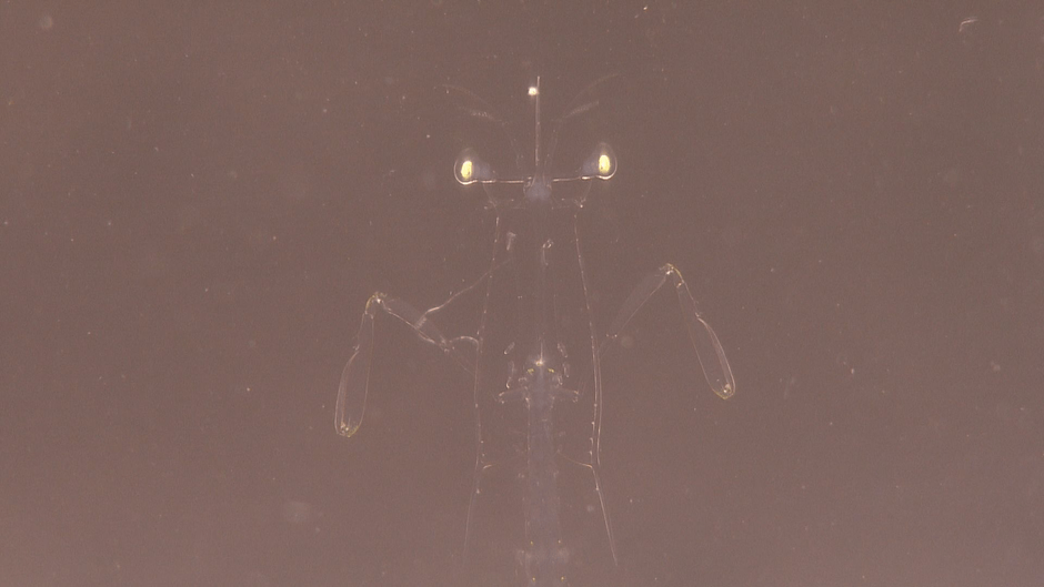 漁港に現れたエイリアン!? その驚きの正体とは‥‥!?