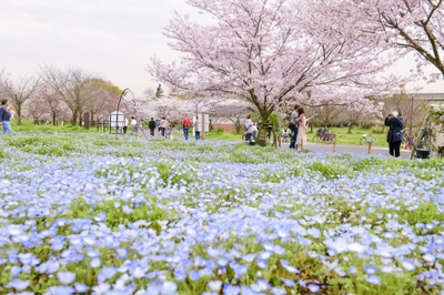 ネモフィラ花壇(4月4日撮影)