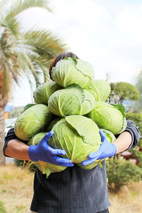 キャベツの抱きかかえ放題イメージ
