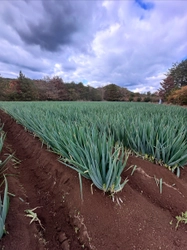 白竜伝説の里から生まれた新ブランド　 有機肥料メーカーが作る極太白ネギ「だいわねぎ白竜」 2026年1月下旬より道の駅やJA産直で発売