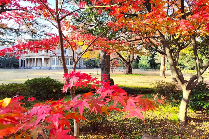 重要文化財　旧岩崎邸庭園（芝庭側）