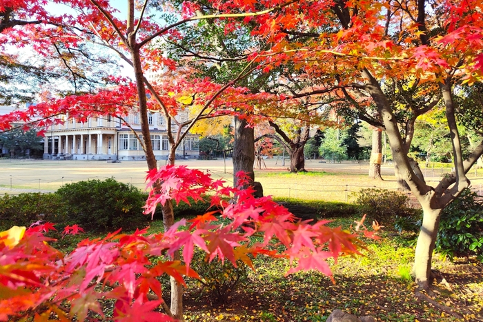 重要文化財　旧岩崎邸庭園（芝庭側）