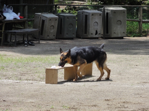 臭気選別を行う警察犬