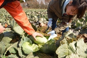 キャベツの種まきと収穫