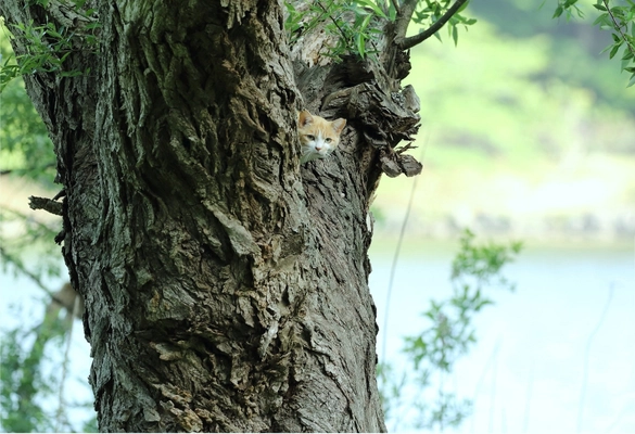 写真家　亀井拓也　『地域猫作品展』 公園で暮らす猫たちの姿をおさめた写真展を里山の禅寺で開催　 2/9～3/10　会場：千葉県袖ヶ浦市　真光寺