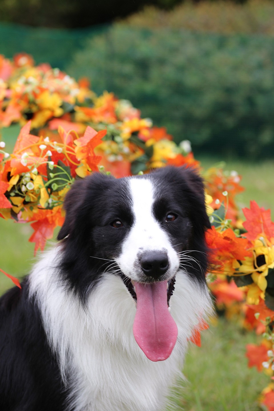 【千葉県野田市】11月1日は犬の日!愛犬と楽しむ「花ワンデイ!2026」を花ファンタジアで開催!11月1日~11月3日