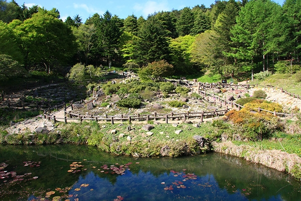 六甲高山植物園　ロックガーデン