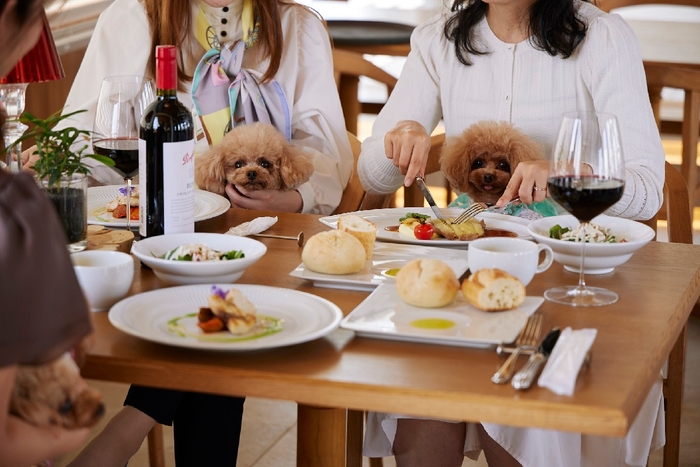 愛犬も家族の一員として、贅沢なひとときを一緒に過ごせる※写真はイメージ 