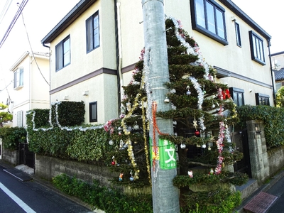 12月になると飾りつけをするモミノキ