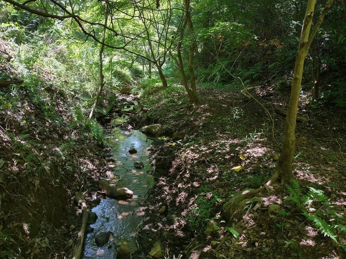 森林療法散策路(狩野川源流)