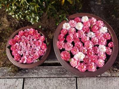 椿