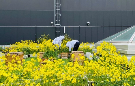 都市養蜂場リニューアルによる屋上体験環境の向上