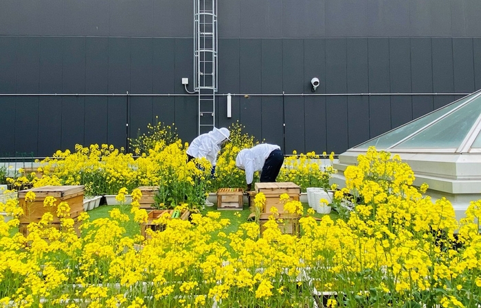 病院屋上養蜂場の様子