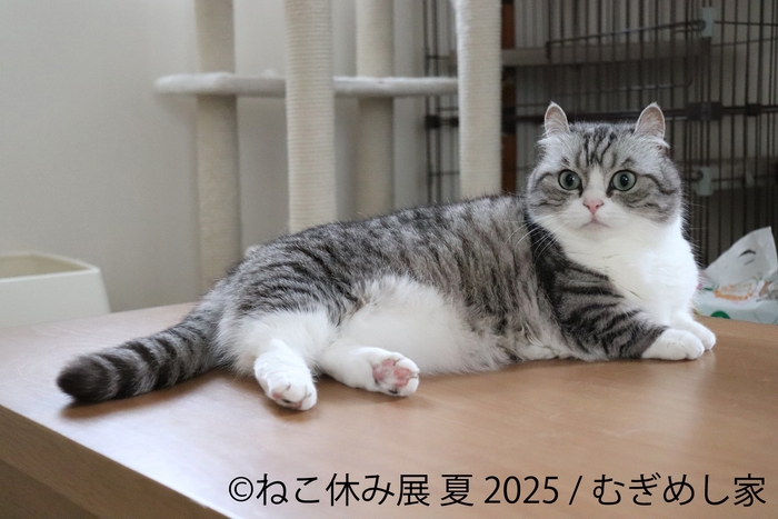 ねこ休み展 展示作品：むぎめし家