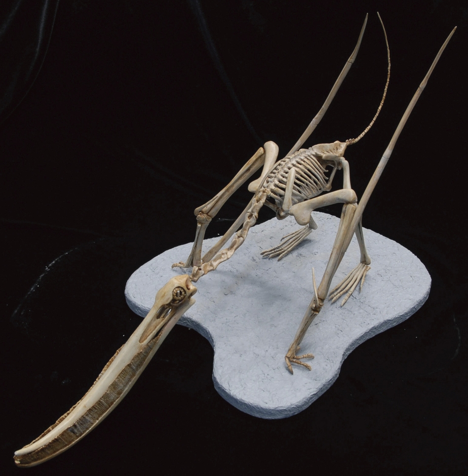 プテロダウストロ・グイナズイ (前期白亜紀)