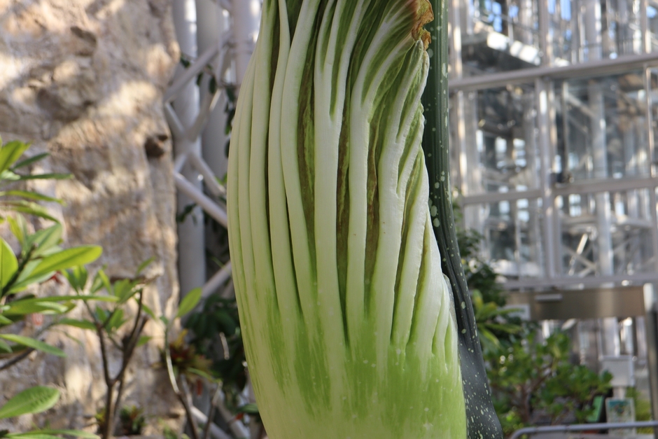 仏炎苞(ぶつえんほう)の様子(12月15日撮影)