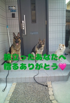 山口県のNPO法人「Grandir(グランディール)」が 超大型犬対応火葬車導入に向けプロジェクトを開始　 “本当の意味での殺処分ゼロ”を目指す