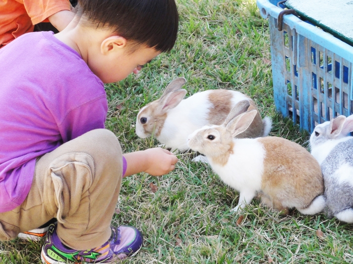 可愛い小動物とふれあい体験！「いちにちどうぶつむら」