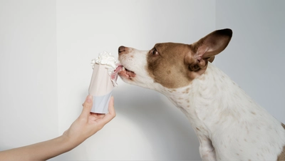 日本初上陸！犬猫専用フードトイ『The Ubbe』Makuake先行発売　 「退屈」知らずの優れもの！簡単に使え、簡単に洗え、 簡単に大はしゃぎしてくれる食べる＆遊べるおもちゃ