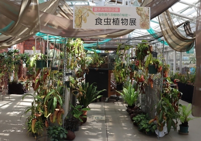 「食虫植物展」(令和7年撮影)