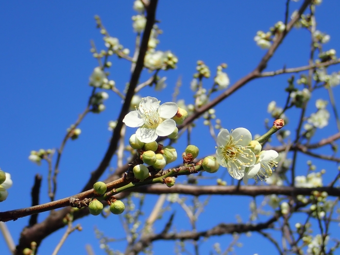 ウメ‘月影’（過去の開花の様子）　