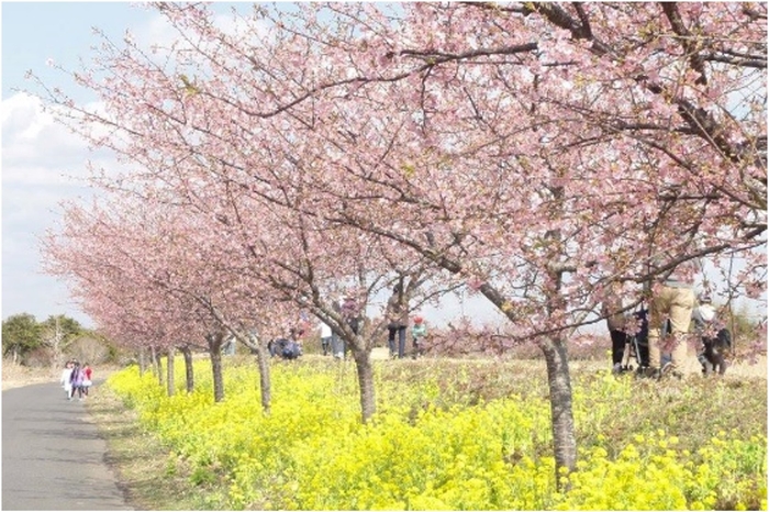 木戸川の堤防沿いは隠れた花の名所！