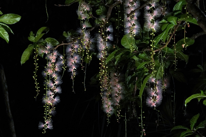 【作中画像】Night Flower
