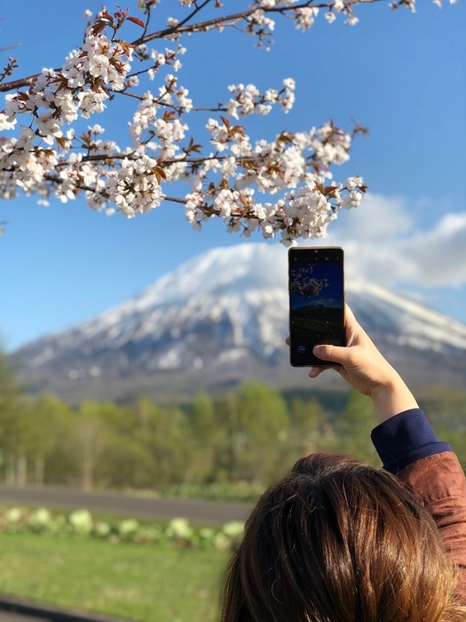 桜と残雪のコラボレーション