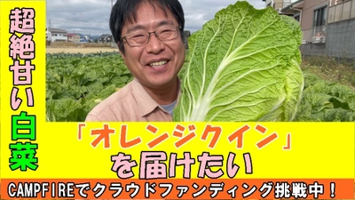 静岡県焼津市で農家をしている三和農園、 クラウドファンディングで「農業系ユーチューバーが甘くて 美味しい白菜オレンジクインで日本を元気にしたい！」 を実施中！！