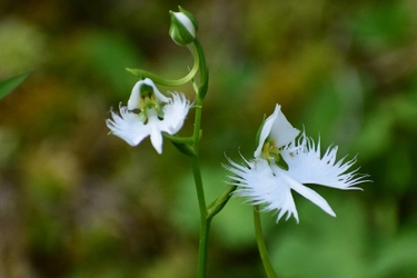 六甲高山植物園 天翔る白鷺（しらさぎ）の如き花 サギソウが開花しました！