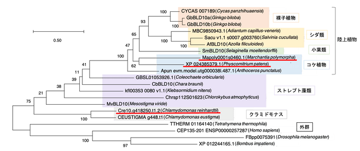 図3. BLD10/CEP135ファミリータンパク質の系統樹