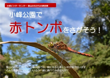 小峰公園で赤トンボをさがそう！10月15日（土）開催