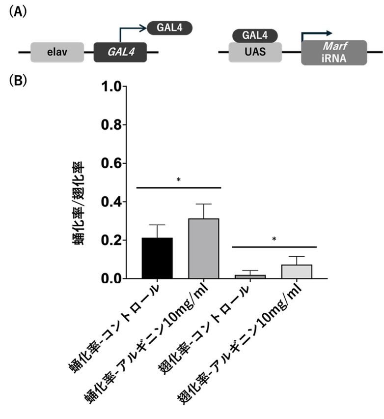 図1 MFN2ノックダウンショウジョウバエにおけるアルギニンの効果(A)実験系の模式図。神経特異的ドライバーであるelav-GAL4を用いて、UAS-Marf RNAiを発現させることで、ショウジョウバエにおいて神経特異的にMFN2相同遺伝子(Marf)をノックダウンした。(B)蛹化率および羽化率の比較。高用量アルギニン(10 mg/mL)投与により、蛹化率および羽化率はいずれもコントロールと比較して有意に改善した。