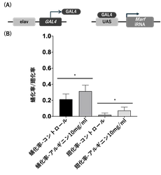 遺伝性ニューロパチーに対する新たな治療戦略を提案