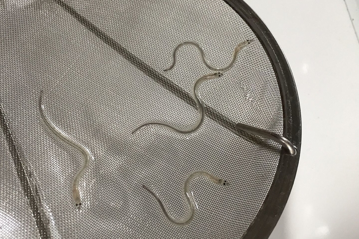 人工ふ化したシラスウナギ