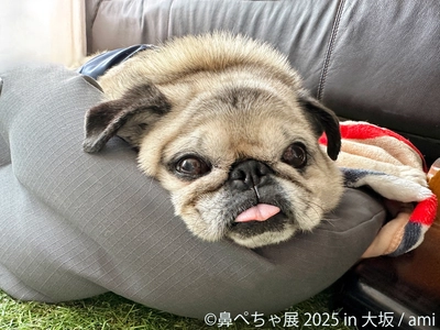 祝・10周年♪ぶひ可愛い“鼻ぺちゃ犬”が大阪に集結　 「鼻ぺちゃ展」11/14～開催　限定グッズ＆新作も多数登場！