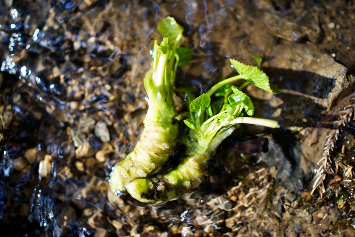 2019年の台風被害を受けたわさび田の復興をお手伝い