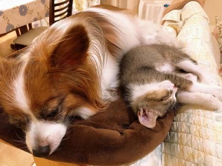 11月22日 ペットたちに感謝する日 に動物愛で泣く涙活イベント開催 Newscast 11月22日 ペットたちに感謝する日 に動物愛で泣く涙活イベント開催 Newscast